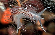  Flabellina lineata (Sea Slug)